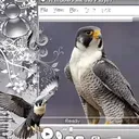 @8falcon6