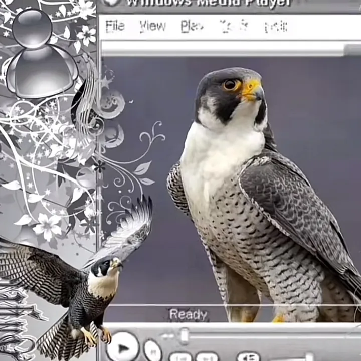@8falcon6