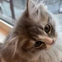 @nini.0.9.09__1201