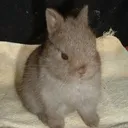 @avemue