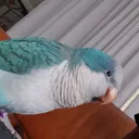 @2funnyparrots