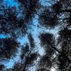 lorephyra