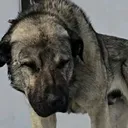 @anatolianshepherddog