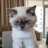 simbamommy