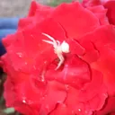 @white_spider19