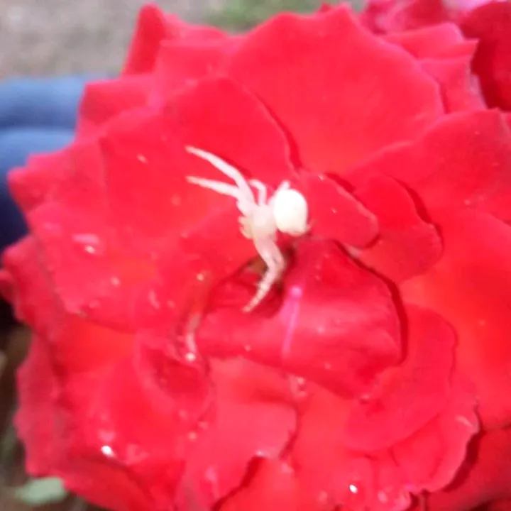 white_spider19
