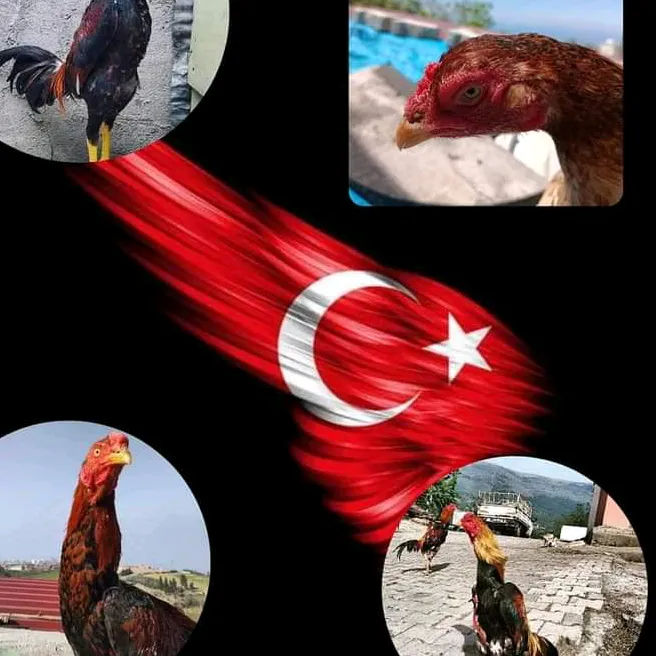 @horozcu_318