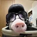 @pig.menbe