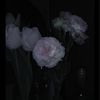 xtiw.flower