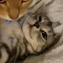 @homak.338
