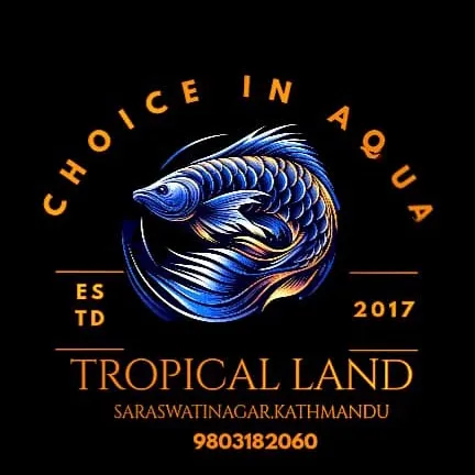 @the_tropical_land
