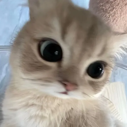 @h.sx_1104