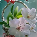 @almagul4841