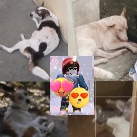 @meowl123441