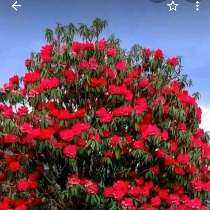 @asmitaghalan60