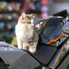 cabirmotovlog
