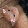 bunnizens