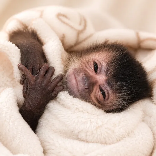 gutjungcapuchin