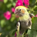 @hamadxbirds