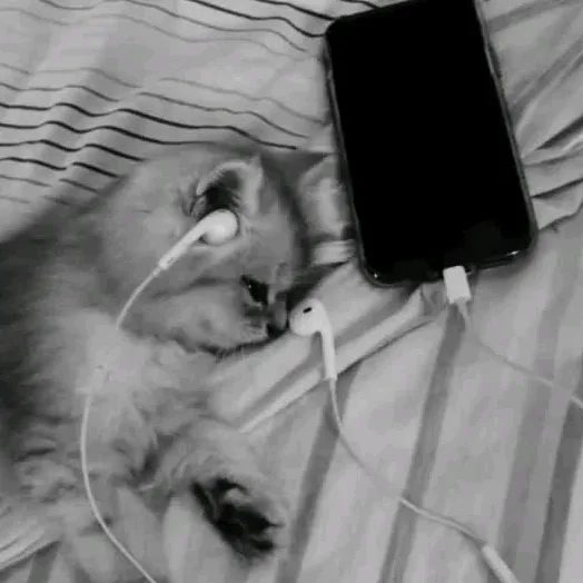 muuusiuuc