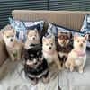 pomskys.nz
