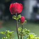 @blackcherry0109