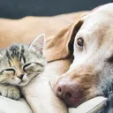 @paw_care_haven