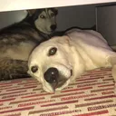@nala_bella_and_friends