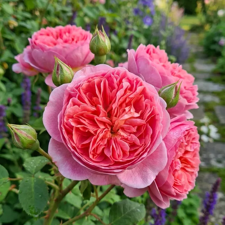 the.lush.garden