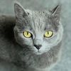 star_cato_o