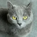 @star_cato_o
