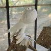 quality.birds.ajk