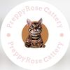 preppyrosecattery