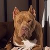 pitbulldz
