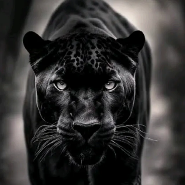 panter_siyah.1