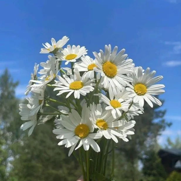 @bbydaisyflwer