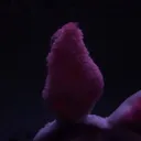 @vinchik52