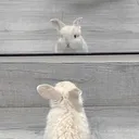 @asianbunniy