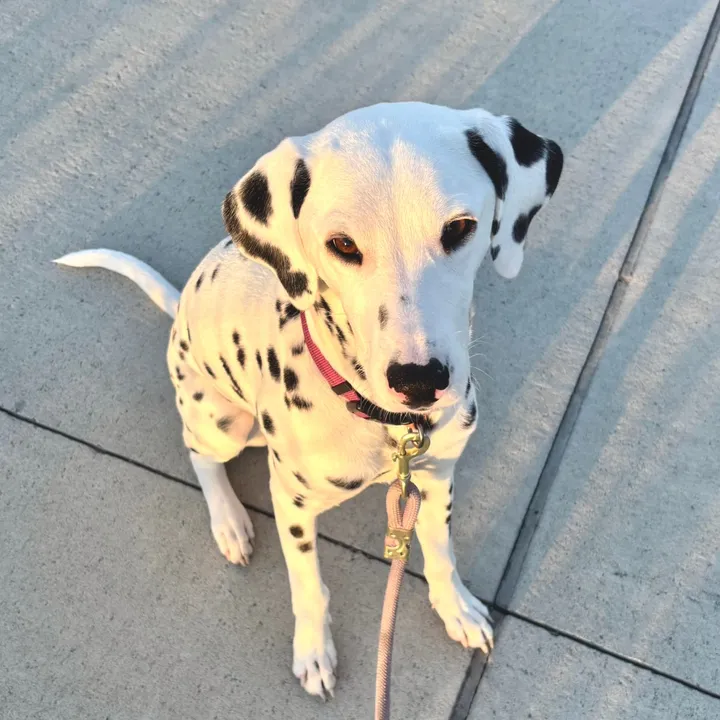 nevadathedotdog