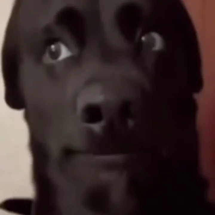 zkjv_
