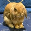 zadabunny