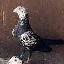 @ugurcanguler_7546