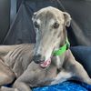 harrythegreathound