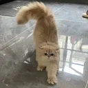 @gn13161