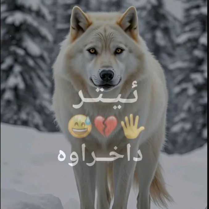 @ayub_lak