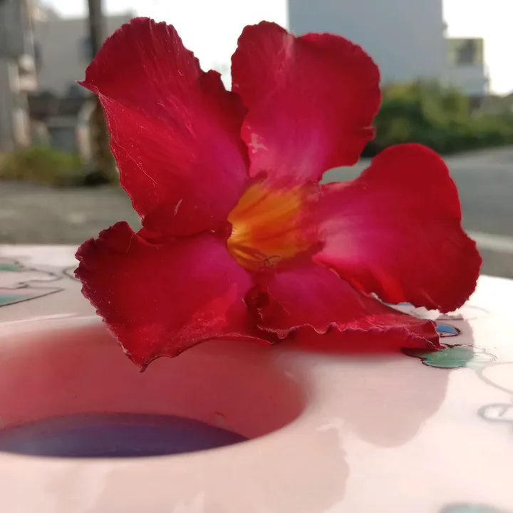 putriytari