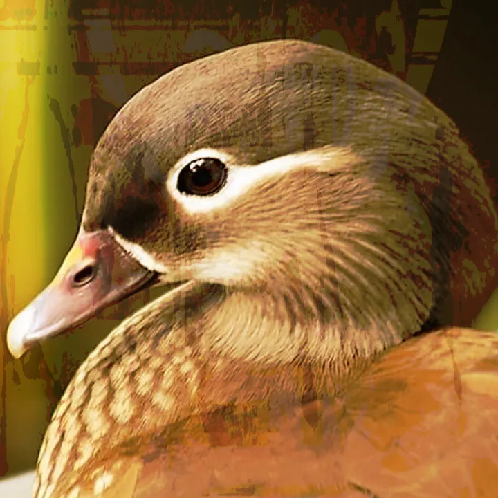 @mandarin0duck
