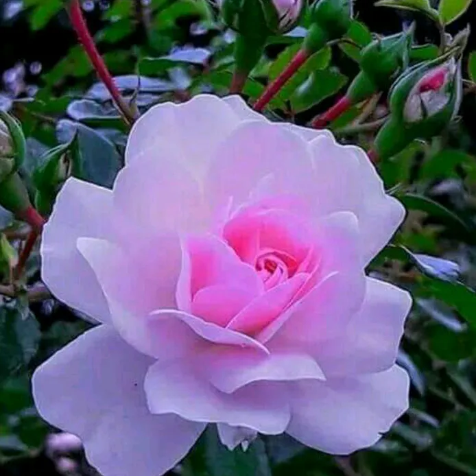 @nazarnazarkhan959