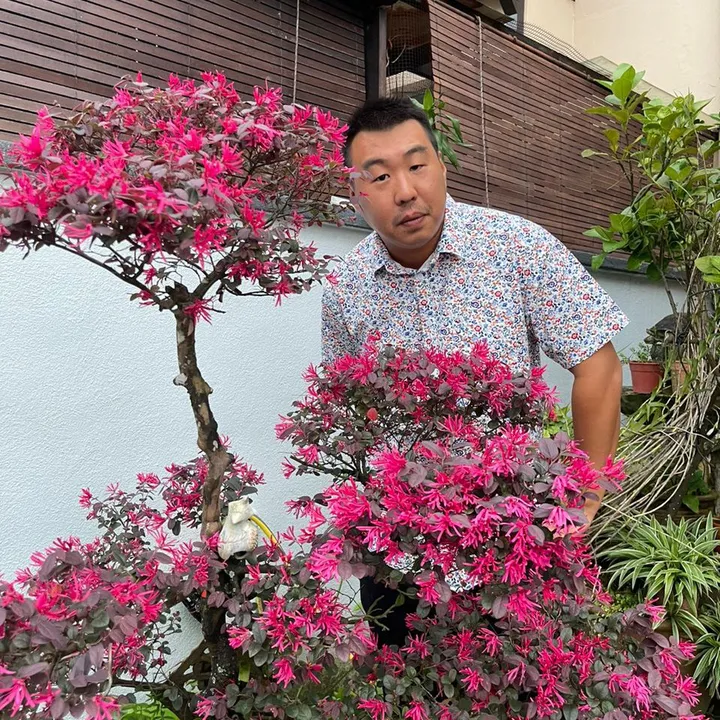 limauboy