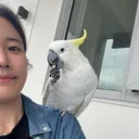 @aussie.cockatoo